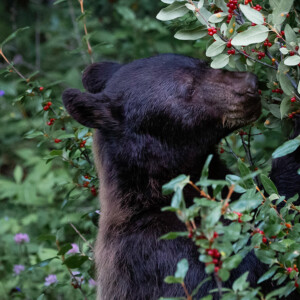 "Oh, so sweet and juicy!"