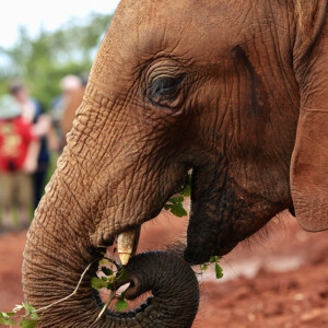 My trunk gives me a strong sense of smell for food when danger is near.