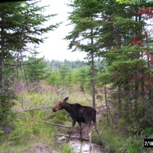 I regrow my antlers!