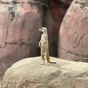 When I stand tall I can see better and be more aware of danger.