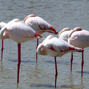 We sleep standing on one leg... how long can you stand on one leg?