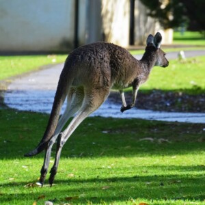 I might have small feet but I can hop to move forward.