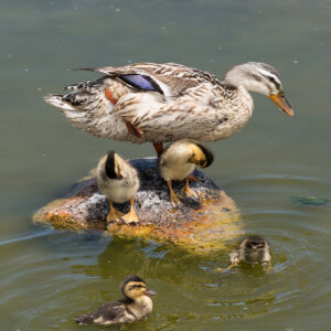 Some families are caring and supportive.