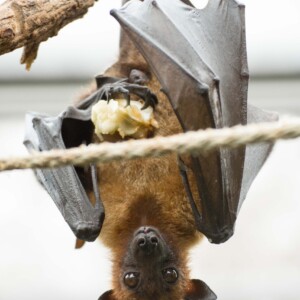 I withstand viruses and create a stronger immune system!